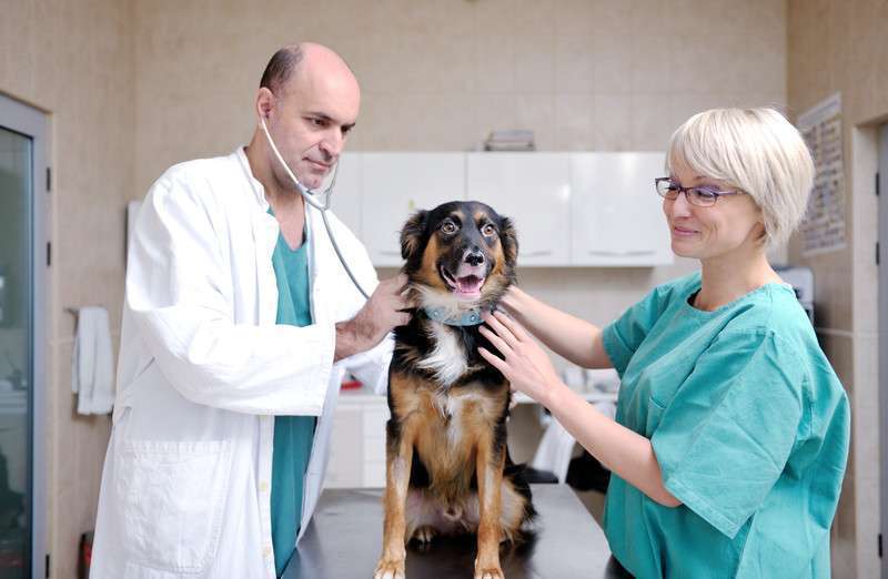 veterinary clinic insurance